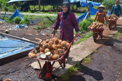 Harga Sejumlah Komoditas di Riau Stabil