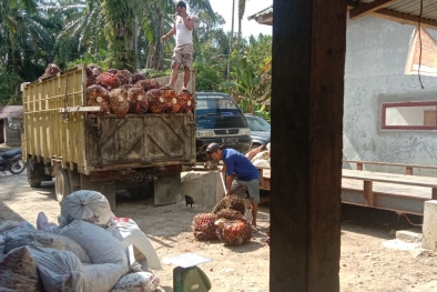 Makin Dalam, Harga TBS di Jambi Turun Lagi