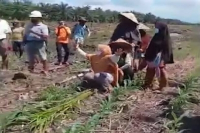 Perusahaan Sawit Ratakan Ladang Jagung, Petani Menangis