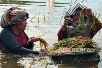 Ratusan Haktare Lahan Pertanian Terkena Banjir