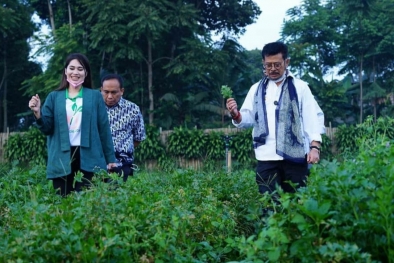 Mentan Syahrul: Porang Bisa Jadi Pengganti Beras