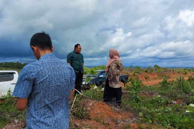 Puluhan Gajah Bergerilya, 250 Hektar Lahan PSR Tak Bersisa