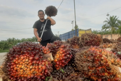 Tak Ada Lawan, Petani Sawit Sejahtera Sekarang