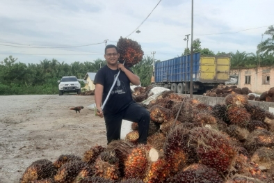 Aduh Mak! Harga Sawit di Riau Bikin Spot Jantung