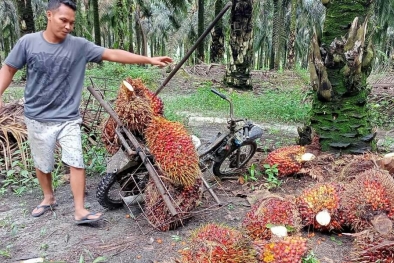 Harga TBS di Empat Daerah ini Kompak Turun Rp 100