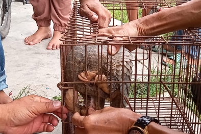 Warga Serahkan Tenggiling ke BBKSDA Riau, Begini Kondisinya