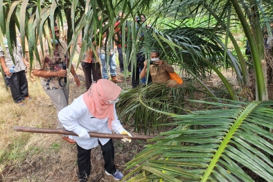 Sawit PSR Panen Perdana di Usia 29 Bulan