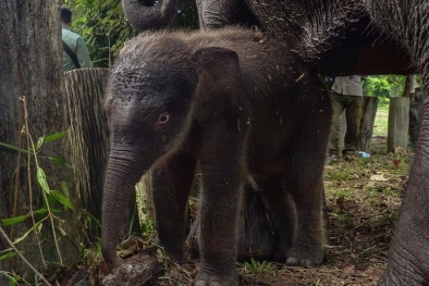 Bayi Gajah TNTN Bikin Hati Semua Orang Senang