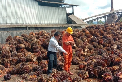 Petani Lega, Harga TBS di Daerah Ini Masih Bisa Naik