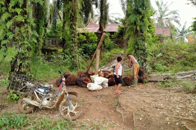 Harga TBS Jambi Nyaris Terdegradasi dari Level Rp 3.000/kg