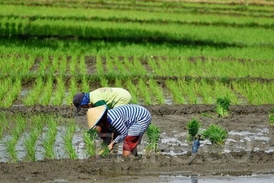 Perubahan Iklim Pengaruhi Hasil Pertanian