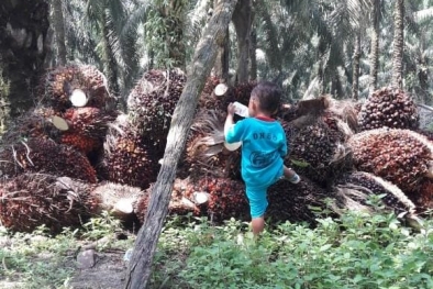 Leher Petani Sawit Dicekik Mafia Pupuk