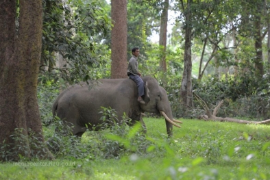 Gajah Liar Digiring dari Pesantren Umar bin Khattab Kampar ke Habitat