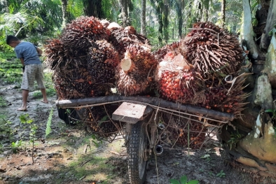 BPDPKS: Industri Sawit Serap 16,2 Juta Tenaga Kerja