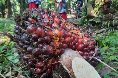 Harga Sawit di Riau Turun Lagi, Pusing Kepala Petani