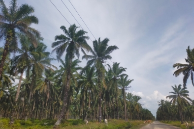 4 Kebijakan Eropa Jadi Masalah di Sektor Sawit Indonesia