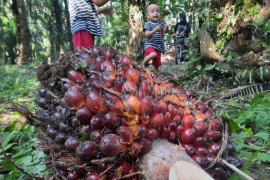 Ini Dampak Kebijakan Eropa Terhadap Sawit Indonesia