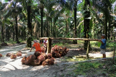 Peminat Kurang, Kebun Sawit Kekurangan Tenaga Kerja