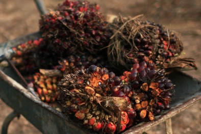 Menjaga Keberlanjutan, Petani Sawit Jangan Dilupakan