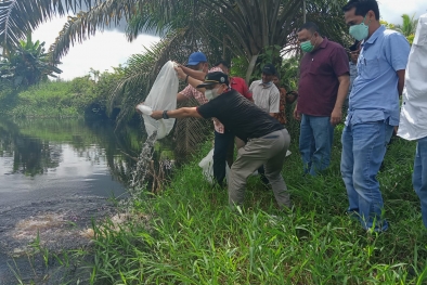 Satu Juta Bibit Ikan Penghuni Baru Sungai di Riau