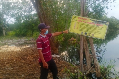 Hii..., Belasan Buaya Masuki Kebun Sawit Warga