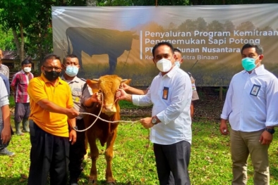 Ratusan Peternak Sapi Potong Diguyur Rp 8,5 Miliar