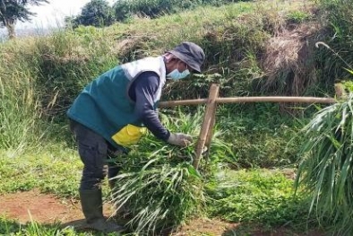 Manfaatkan Limbah Pertanian untuk Pakan Ternak