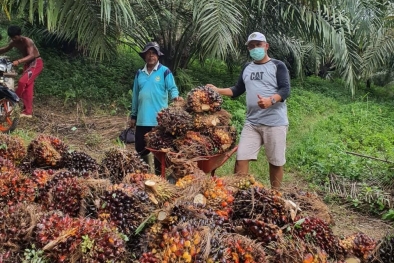 BPDPKS Diusulkan Jadi Badan Otonom, Begini Prospek Masa Depan Sawit