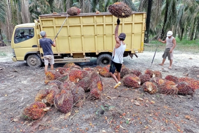 Kenaikan Harga TBS pun Dirasakan Petani di Seruyan