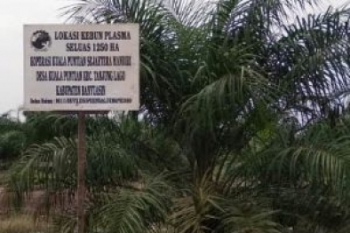 Perusahaan Didesak Laksanakan Kewajiban Bangun Kebun Plasma