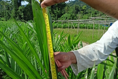 Petani Butuh Bibit Sawit, Disarankan Pengadaan Pakai Dana CSR