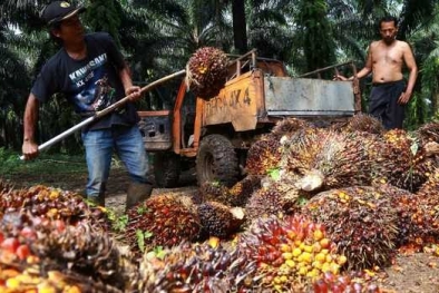 Harga Sawit Berkibar, Petani Jangan Foya-foya Yaa..