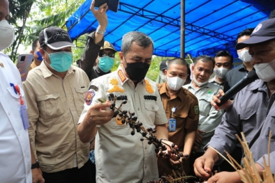 Panen Jernang di Kuansing, Ini Pesan Gubernur Riau ke Warga