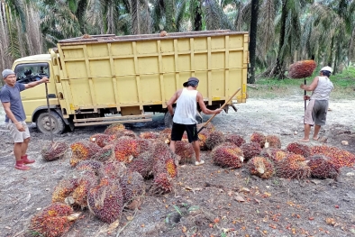 Naik Tipis, Simak Harga TBS Terkini di Aceh