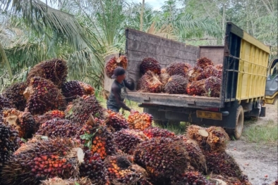 Harga Sawit Masih Berpotensi Naik, Begini Penjelasannya