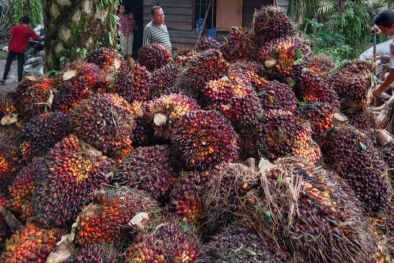 Harga Buah Sawit di Sumbar Lebih Tinggi dari Riau