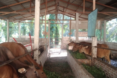 Sapi Pinjaman Beri Penghasilan Tambahan Bagi Petani Sawit