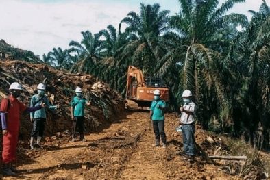 Waktunya Replanting, 595 Hektar Sawit Tunggu Rekomtek