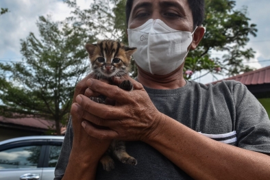 BBKSDA Riau Evakuasi Anak Kucing Hutan