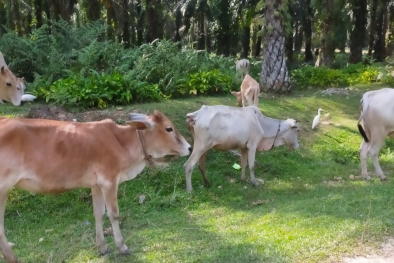 Begini Penjelasan Masa Depan Sapi di Riau Lewat Bumdes