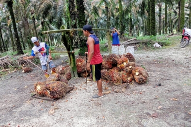 Harga Resmi TBS di Kalbar Turun