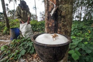 Bedelau! Harga Karet di Riau Masih Tinggi