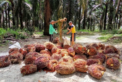 Di Daerah ini Harga TBS di PKS dengan Toke Cuma Beda Rp 5