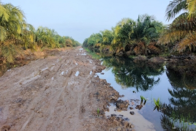 Musim Penghujan, Kebun Sawit di Sumsel Terancam Banjir