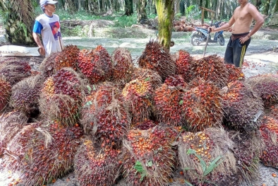 Harga TBS di Daerah ini Turun di Saat Harga CPO Naik