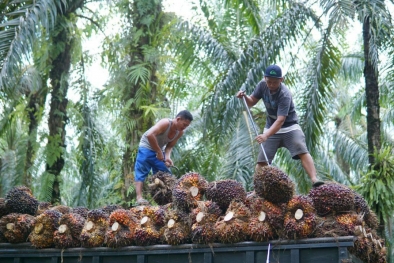 Harga TBS Naik Rp3 Ribuan, Petani Plasma Super Win...