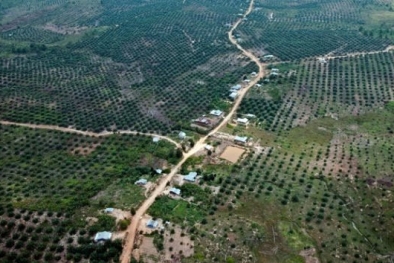 50 Persen Taman Nasional Tesso Nilo Jadi Kebun Sawit