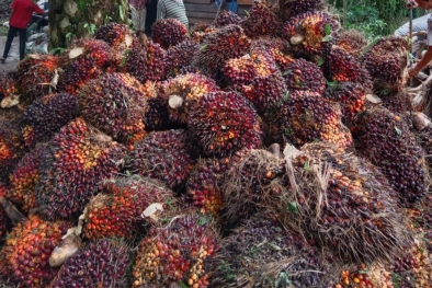 Harga Sawit di Sumbar Turun Gegara CPO Ambruk