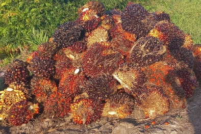 Distan Ingatkan Petani Jangan Tergiur Bibit Sawit Bodong