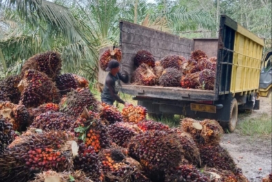 Mantap, Harga Sawit Riau Pecah Rekor Lagi